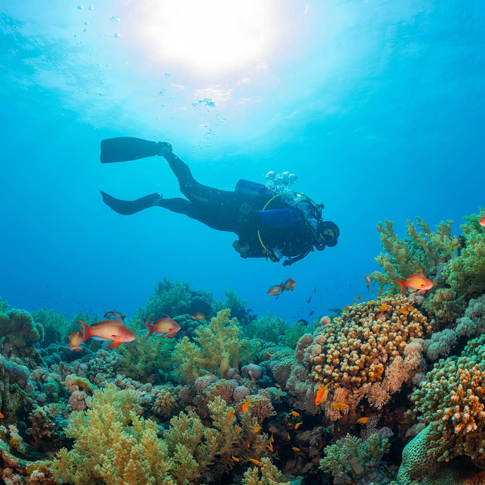 neom-eNIGxtOdB10-unsplash Scuba diver