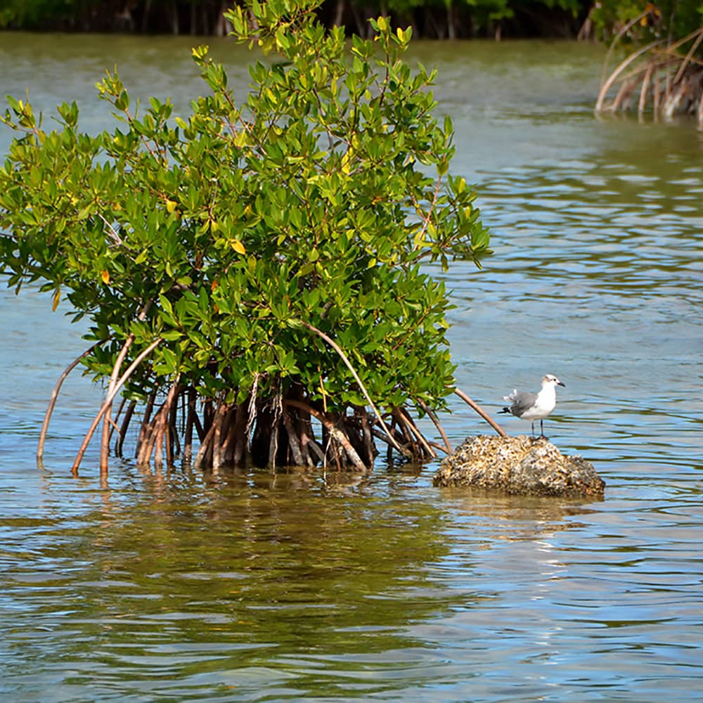 p-mantha-NCHhEIRIBpo-unsplash Mangrove and bird